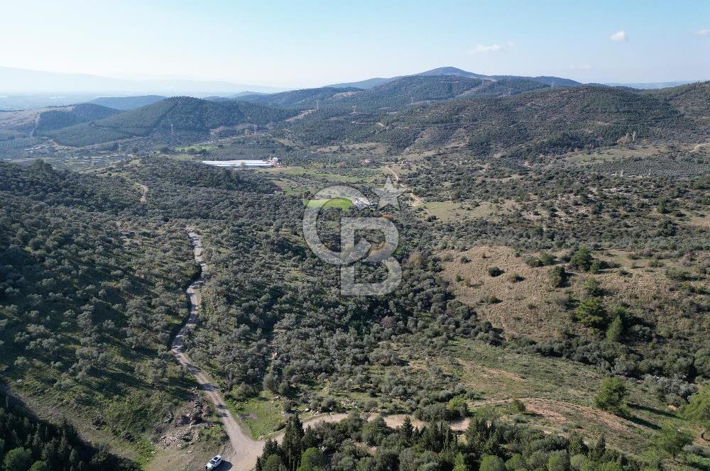 Torbalı Taşkesik’te satılık 11915 m2 fırsat zeytinlik — fotoğraf 2