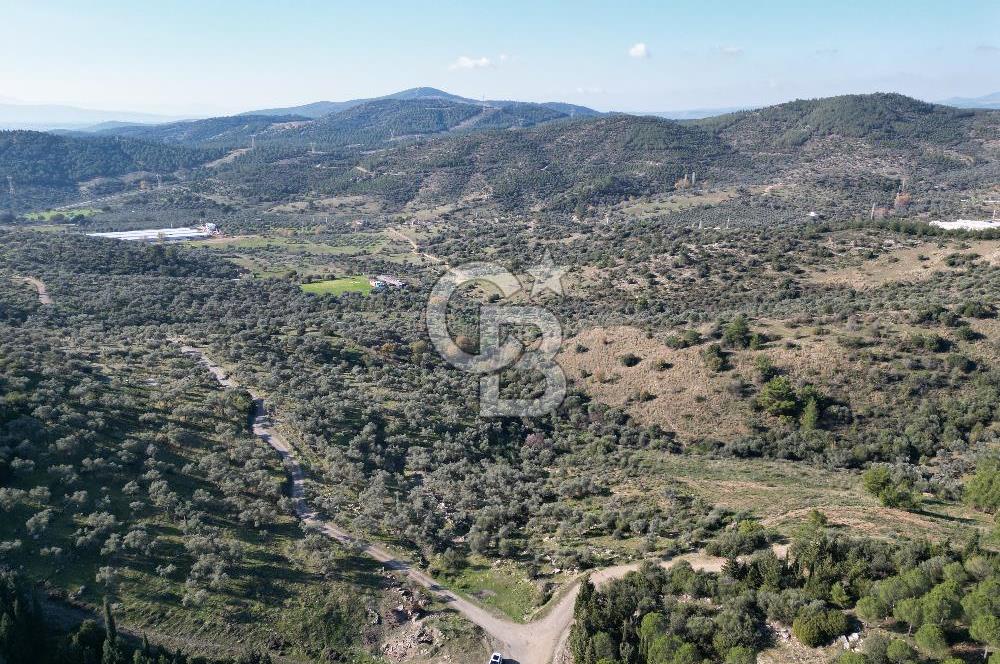 Torbalı Taşkesik’te satılık 11915 m2 fırsat zeytinlik — fotoğraf 1