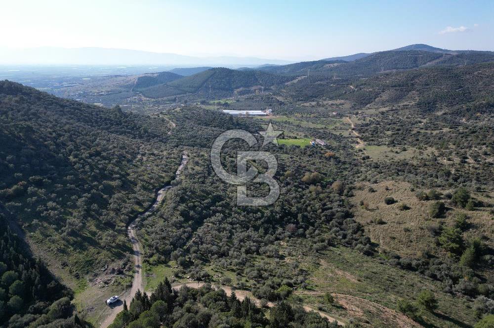 Torbalı Taşkesik’te satılık 11915 m2 fırsat zeytinlik — fotoğraf 3